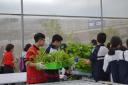 Thu hoạch.jpg - 
